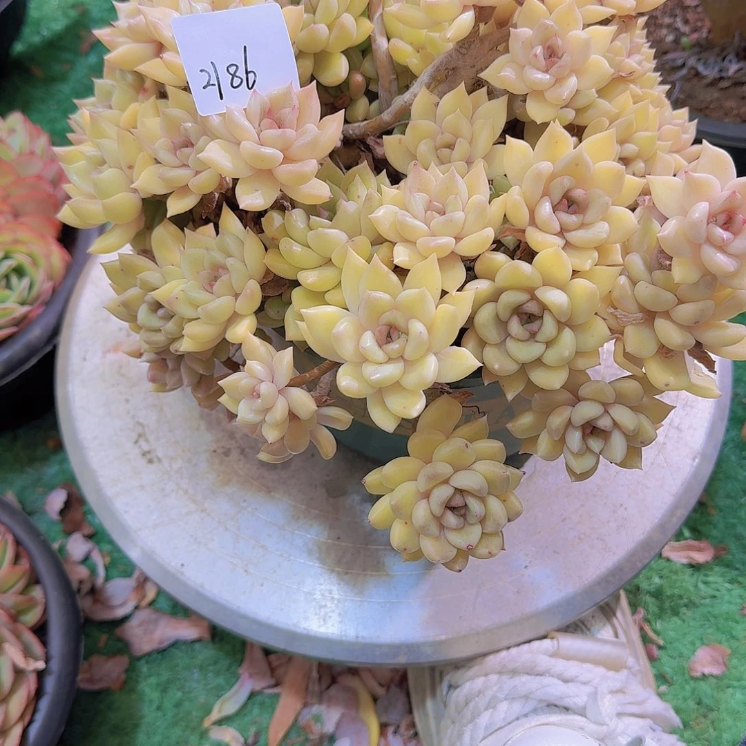 叮***亿2186璀璨多肉植物