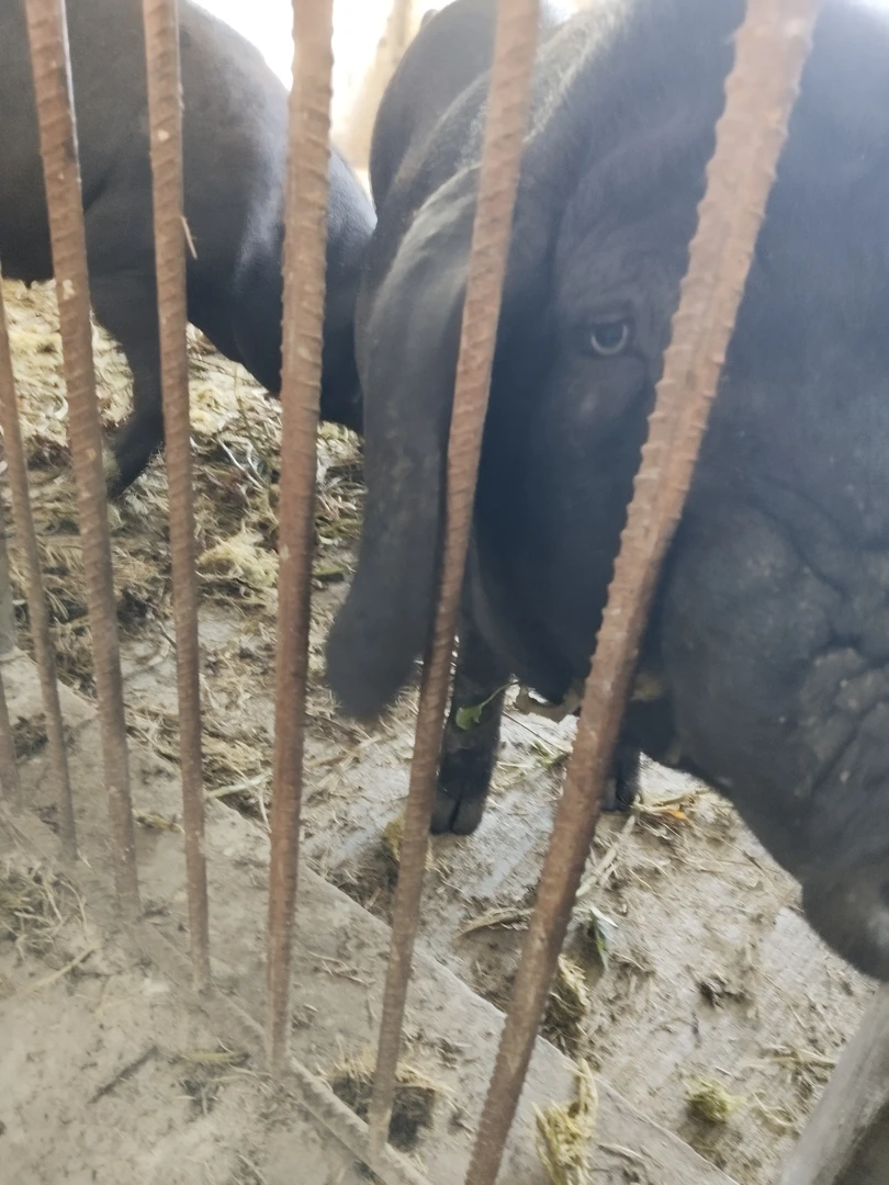 自家养殖新鲜黑猪肉现宰现发（直播间称重改价下单）