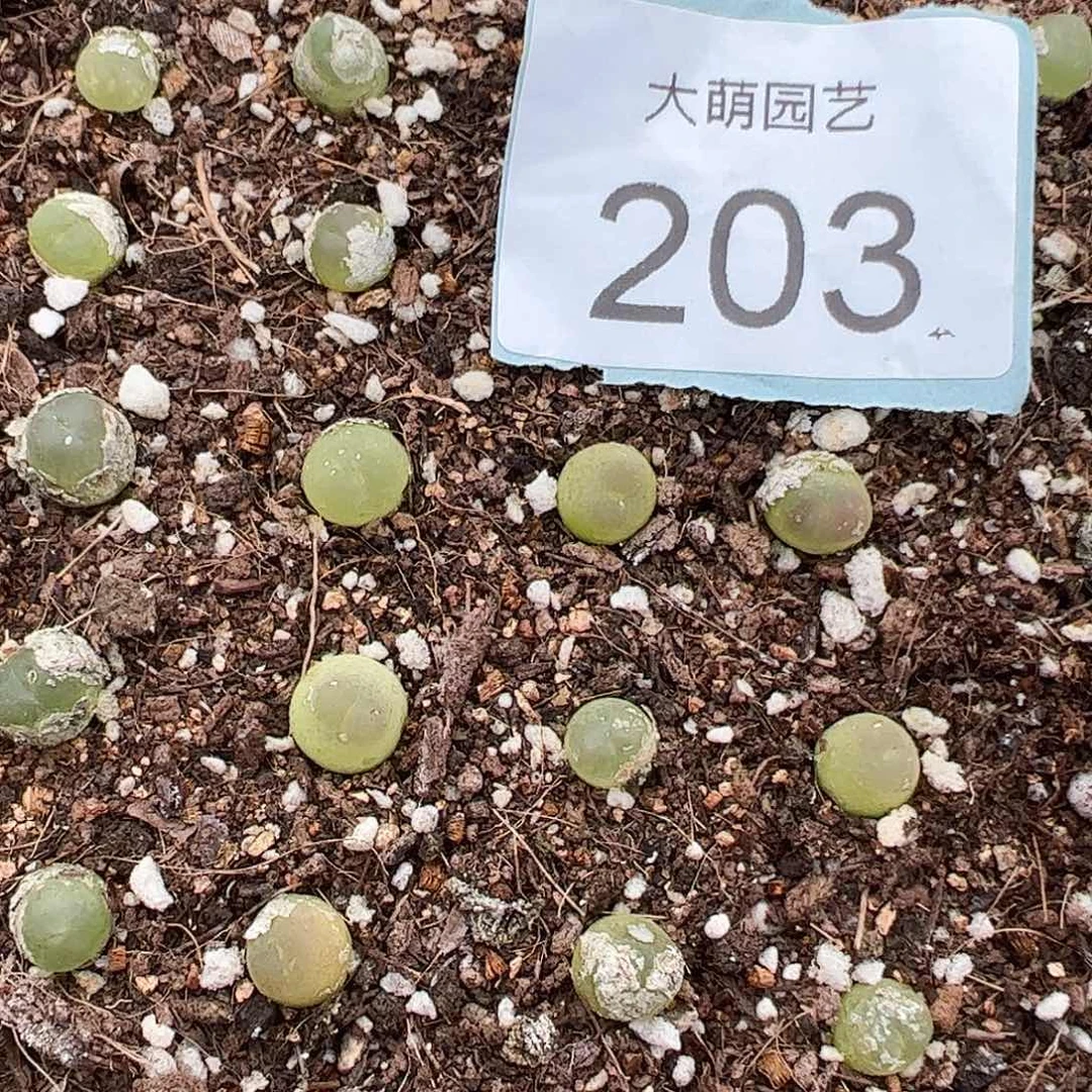 0000203量拍3年拉登1颗尺寸0.8上下默认微瑕