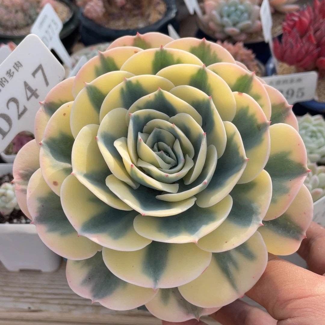 247玉蝶锦不带盆13厘米