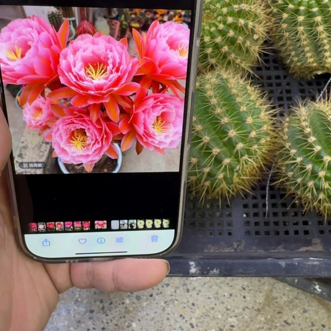 317毛粉桃歪无根侧牙5公分左右，20包邮