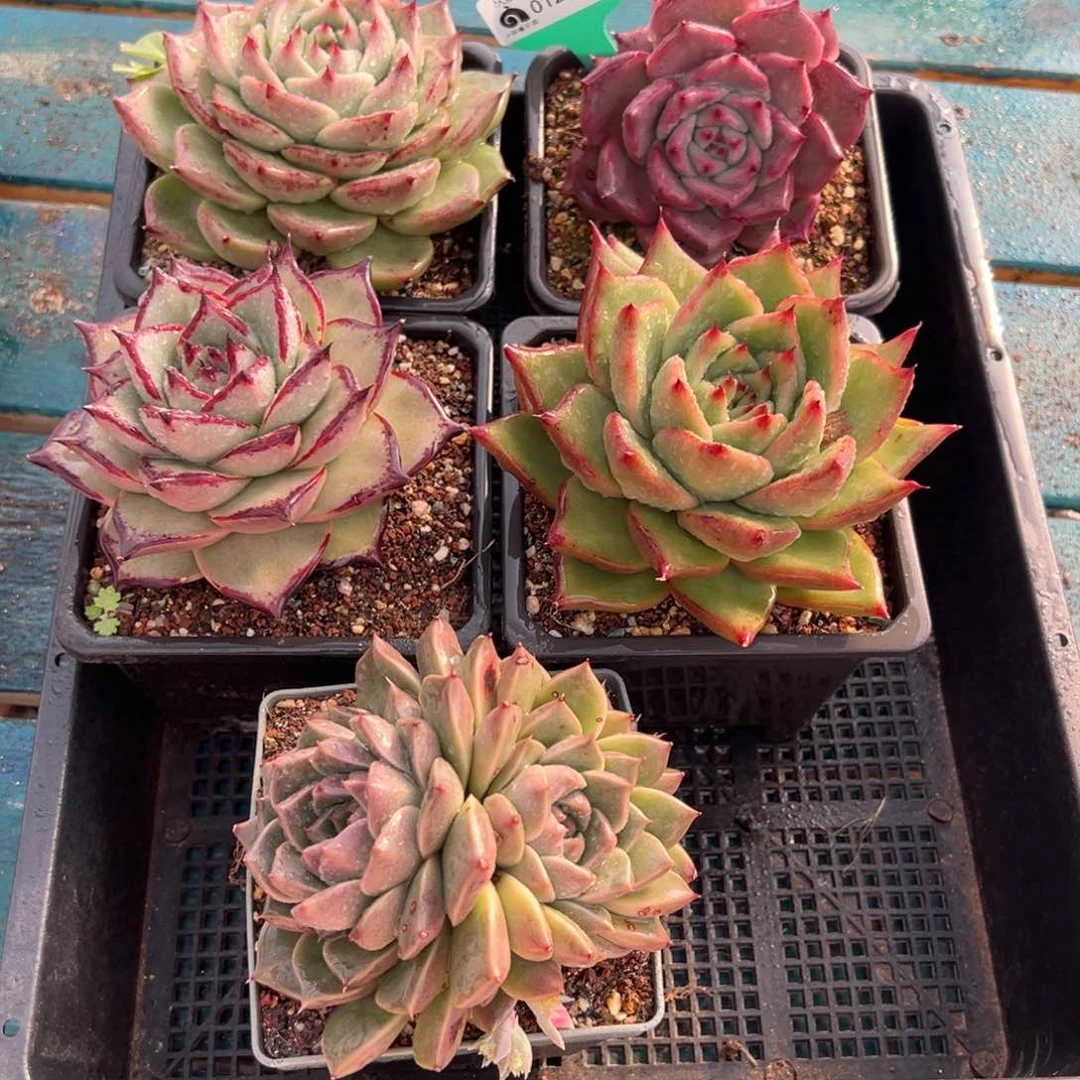 从前慢多肉精选编号0120.72