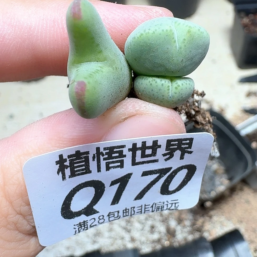 多肉植物多肉植物