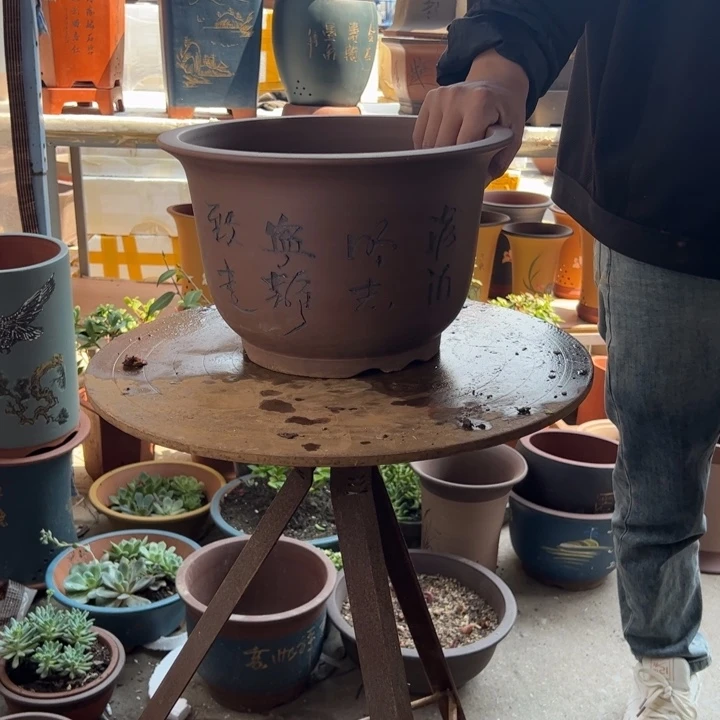 30平角金钟花盆花盆花盆