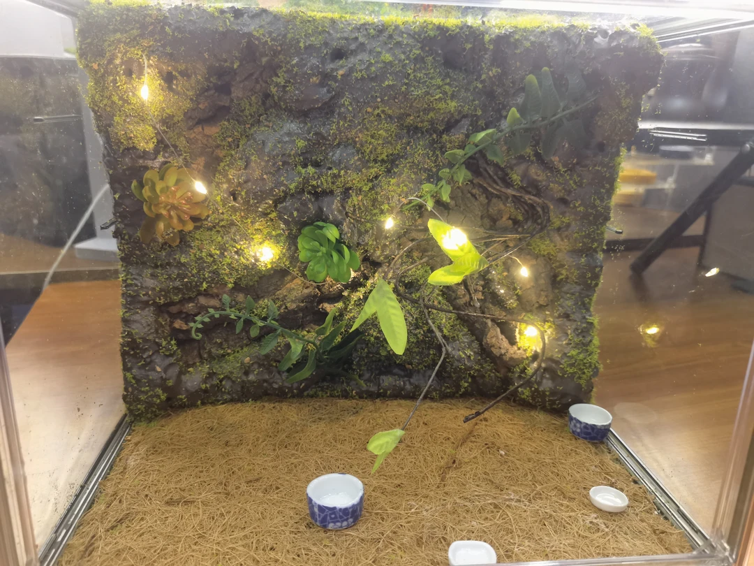 生态箱  微景观  尺寸是23×27 可养多种鸣虫 带虫