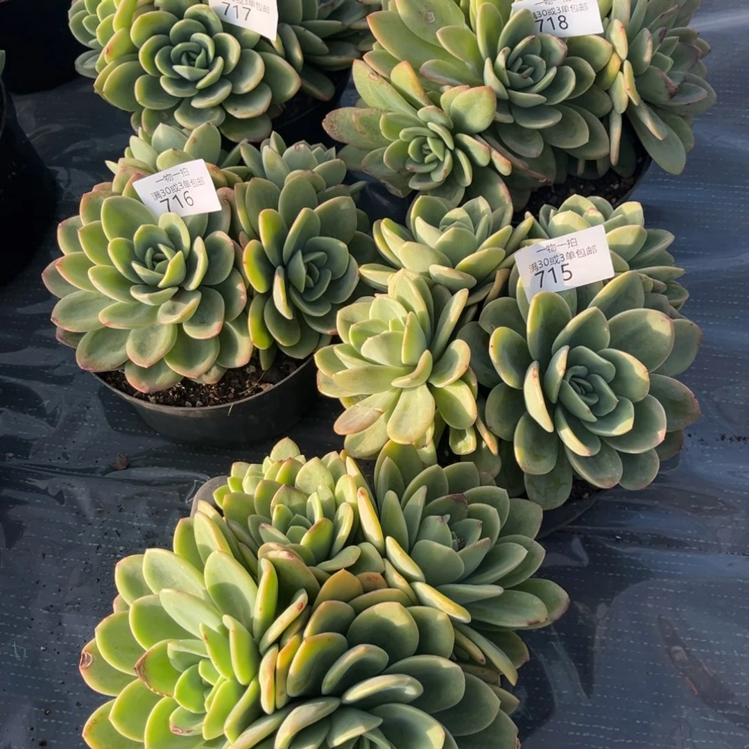 周***媛717-718-716-715-719合计如图5颗多肉植物～