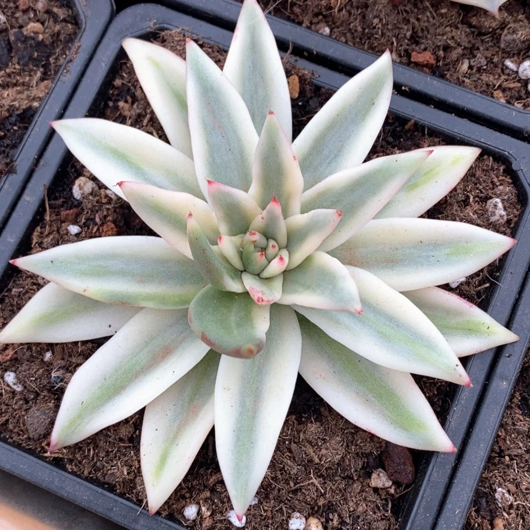 青莲锦多肉锦景天