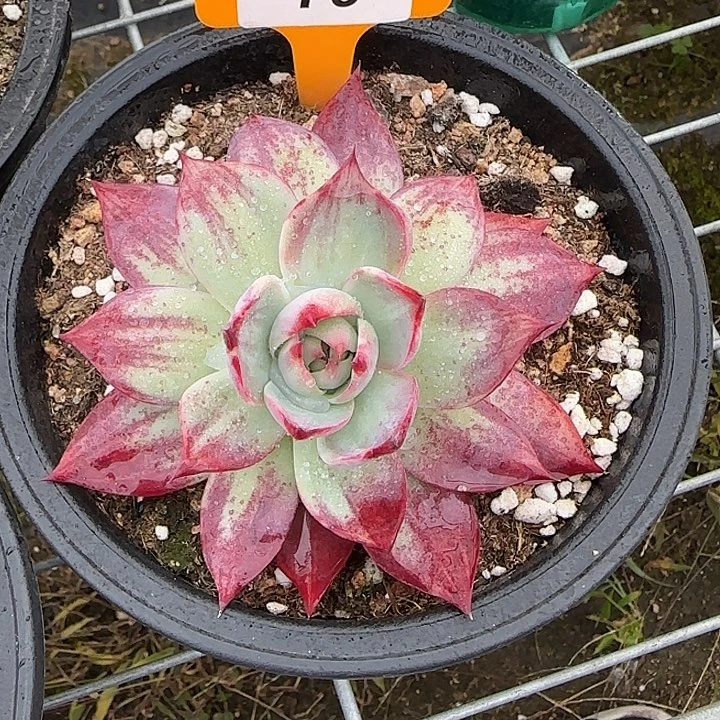 79 惊鸿仙子多肉植物