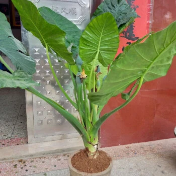 客厅绿色盆栽净化空气霸王芋四季大型盆景绿植客厅橡胶树绿植盆栽