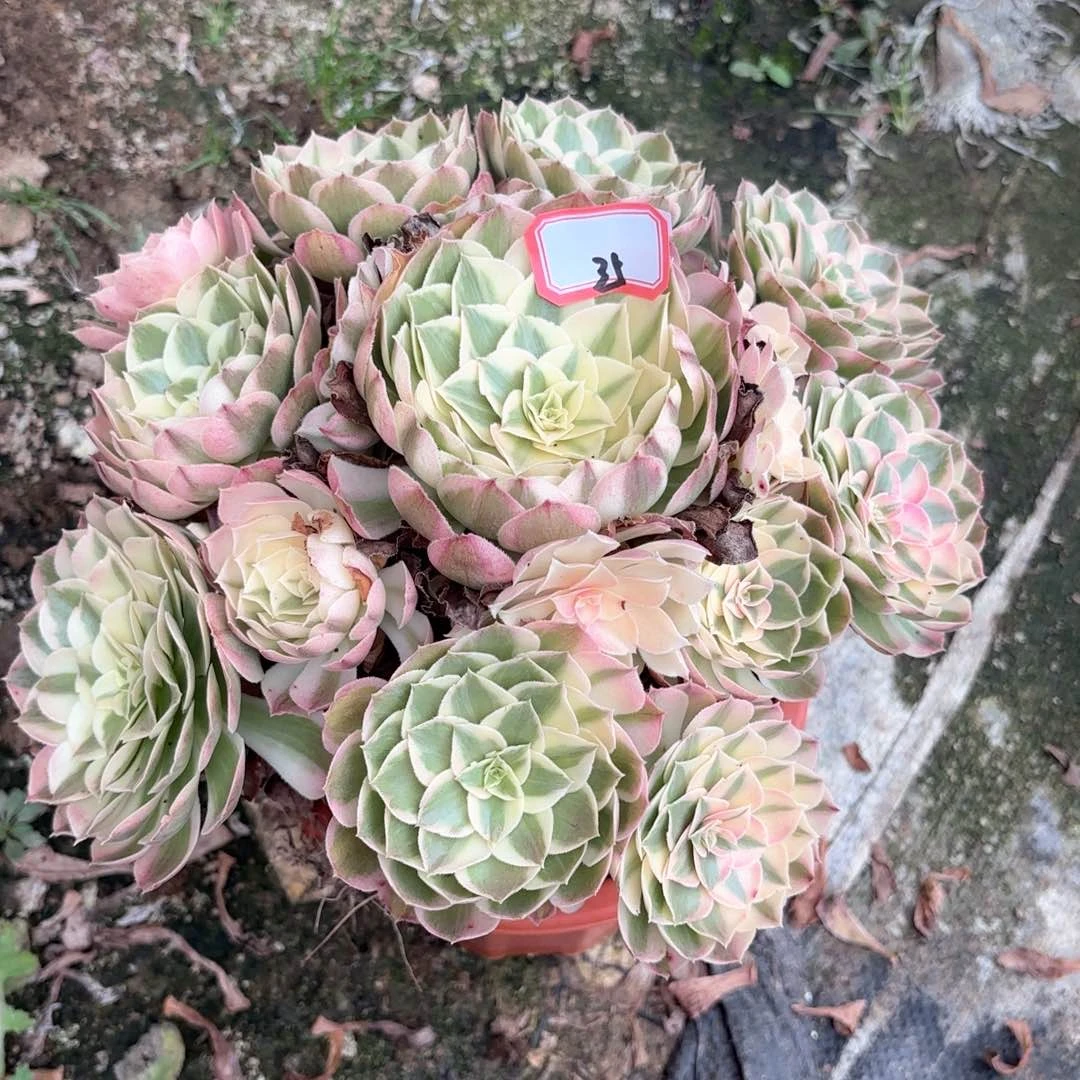 全部花朵35西施多肉植物