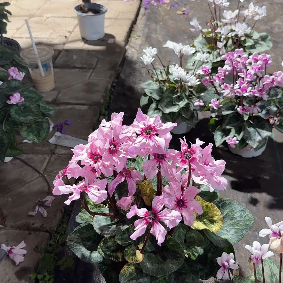 无花朵9171秀秀专属