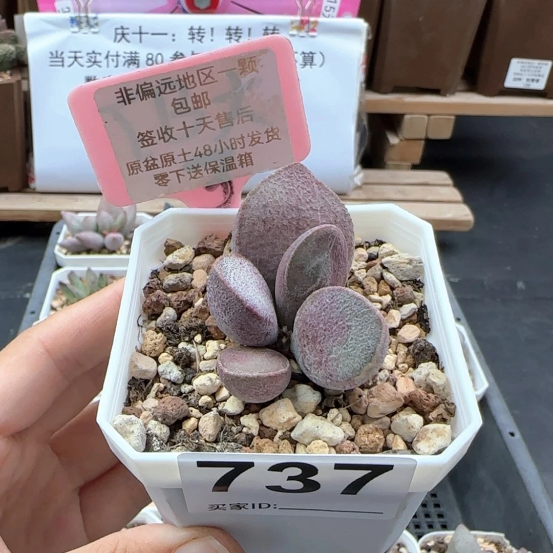 737谪仙多肉植物
