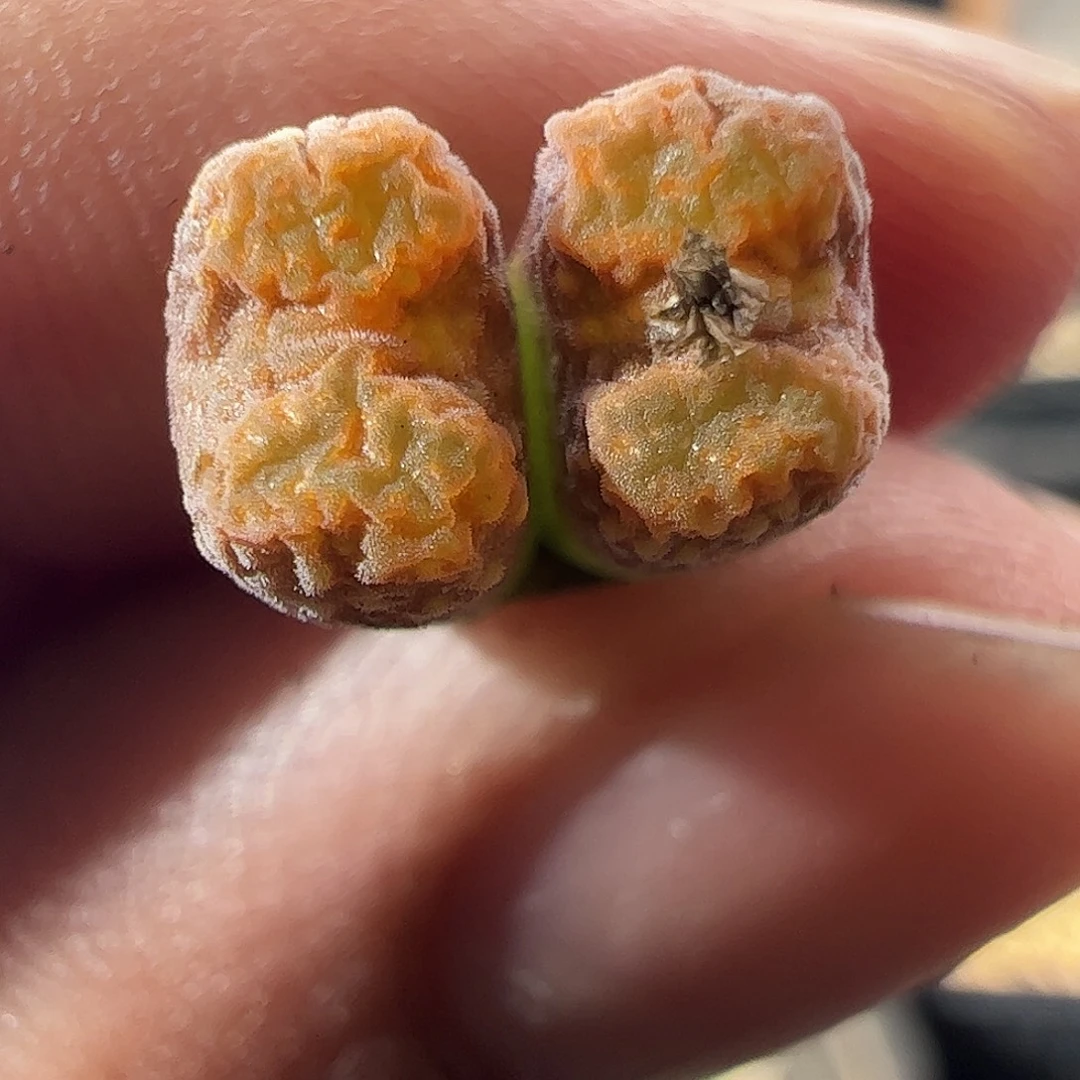 一物一拍MG1456.7冰渣火柴勋章，103