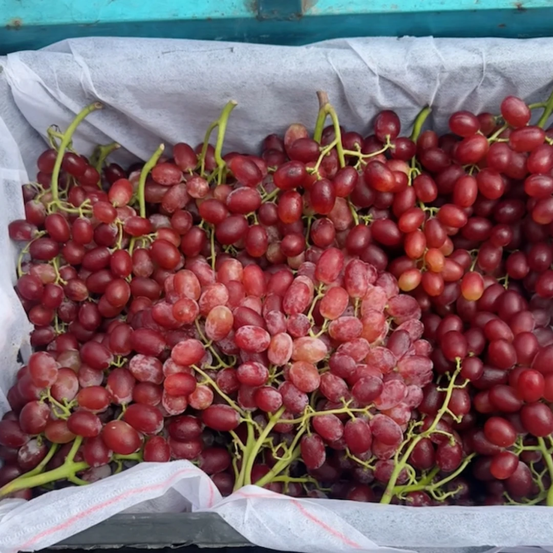 小糖豆无籽提提子一斤装安徽省