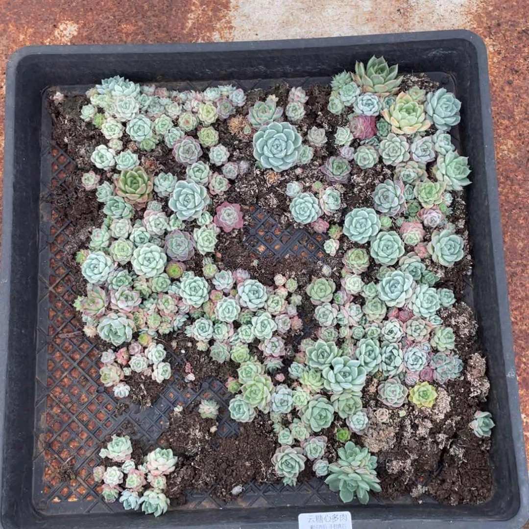 云糖心多肉植物551