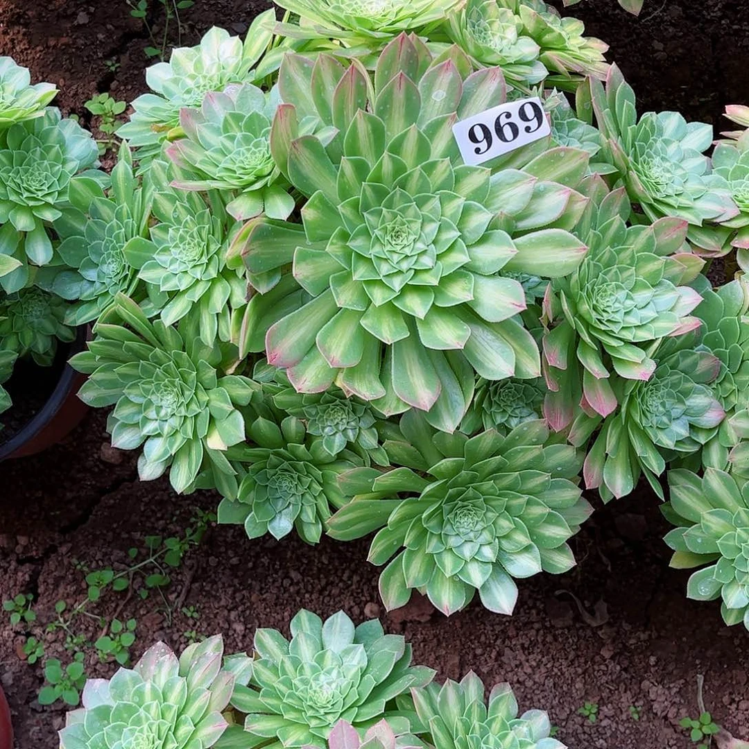 多肉植物969多肉