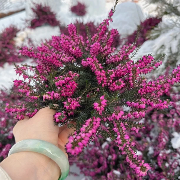 欧石楠耐寒多年生花卉