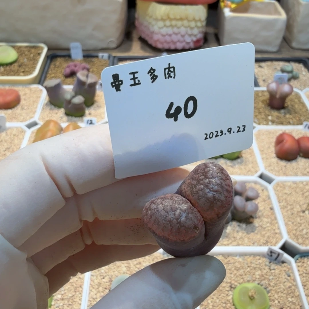 丁***加多肉多肉多肉9.23-040 Y410