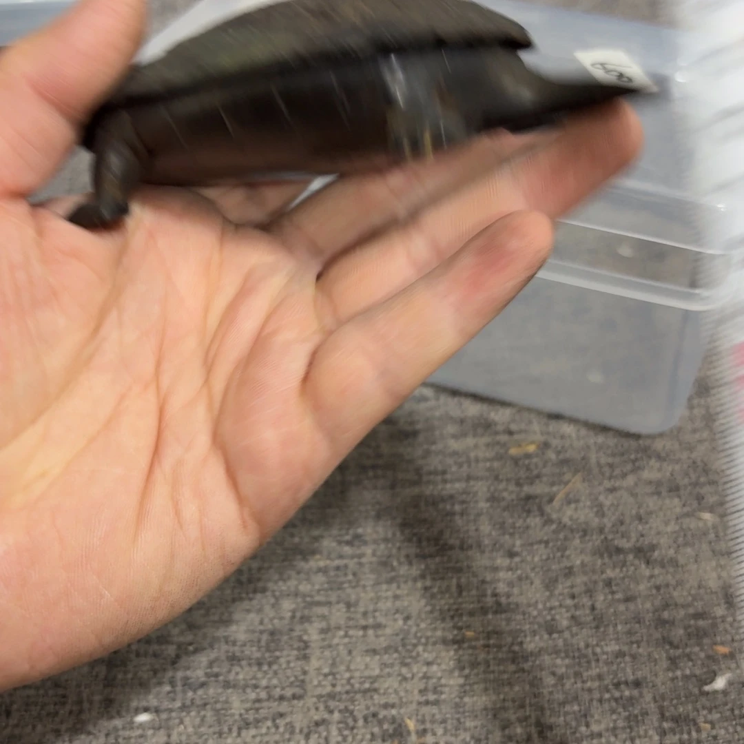 非常好用漂亮的茶具