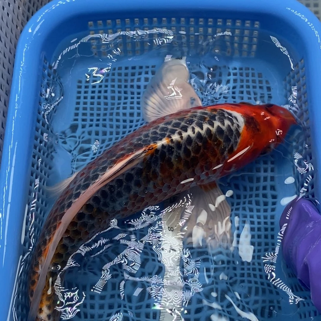 锦鲤冷水锦鲤包邮