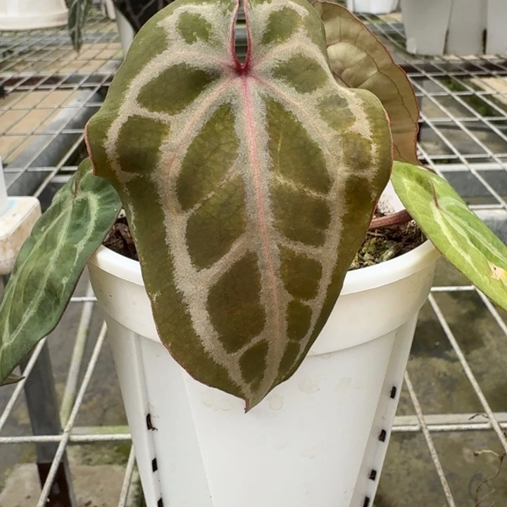 完全开放19号黛紫