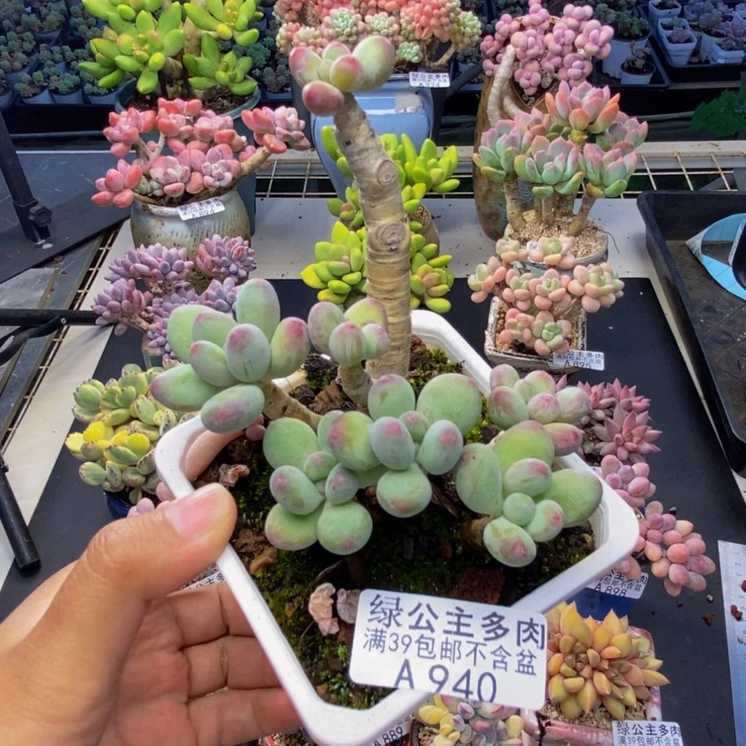 940苹果奶多肉7c m