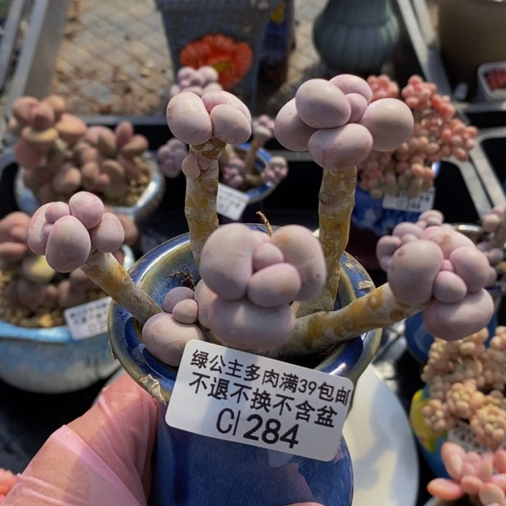 芭比奶洛老桩7cm284多肉植物