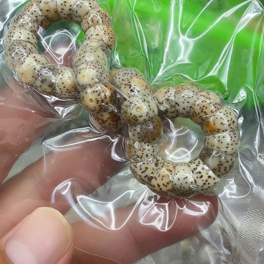 星月菩提手串70火烧云星月菩提单圈大肠1.0