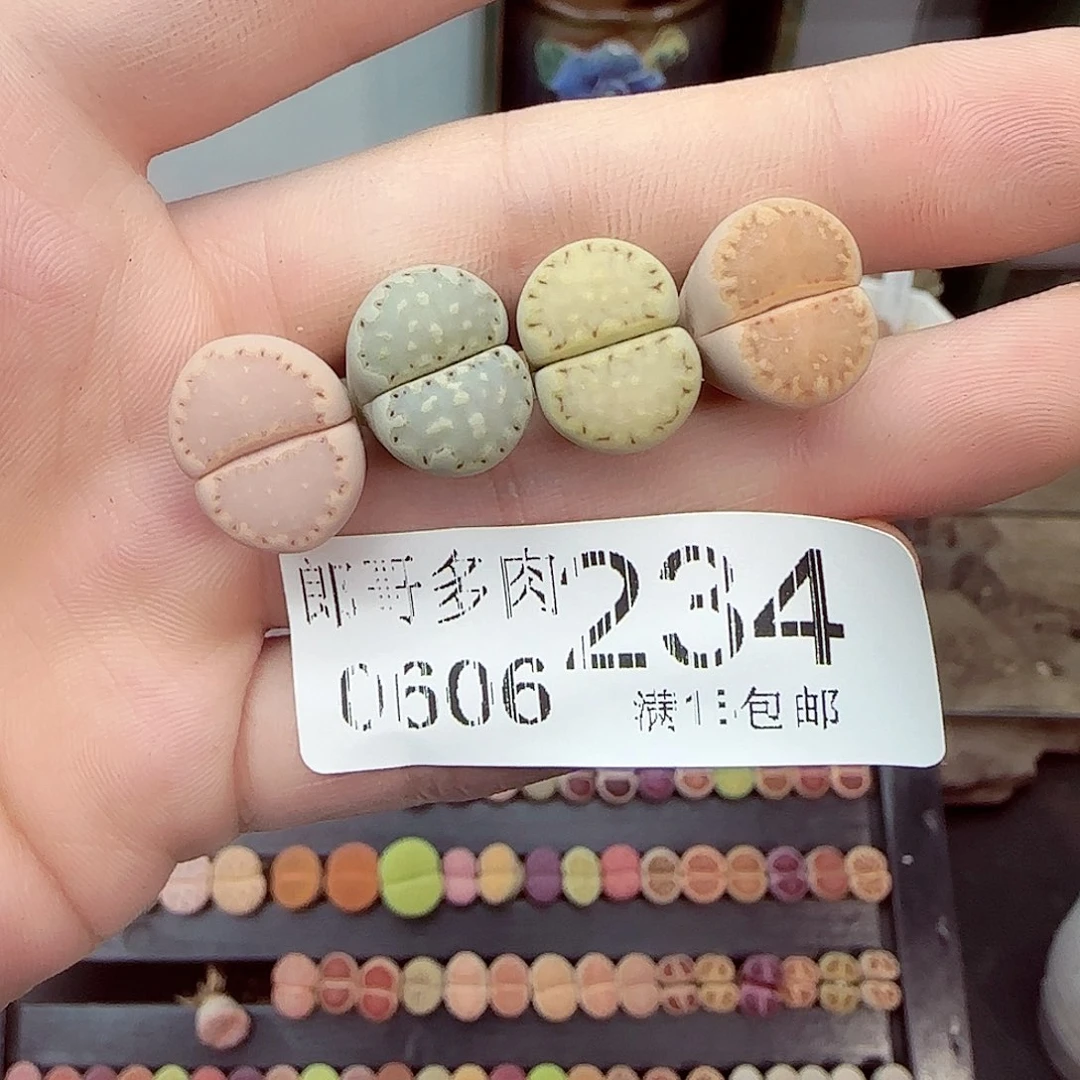 三**师满18包邮0606-234