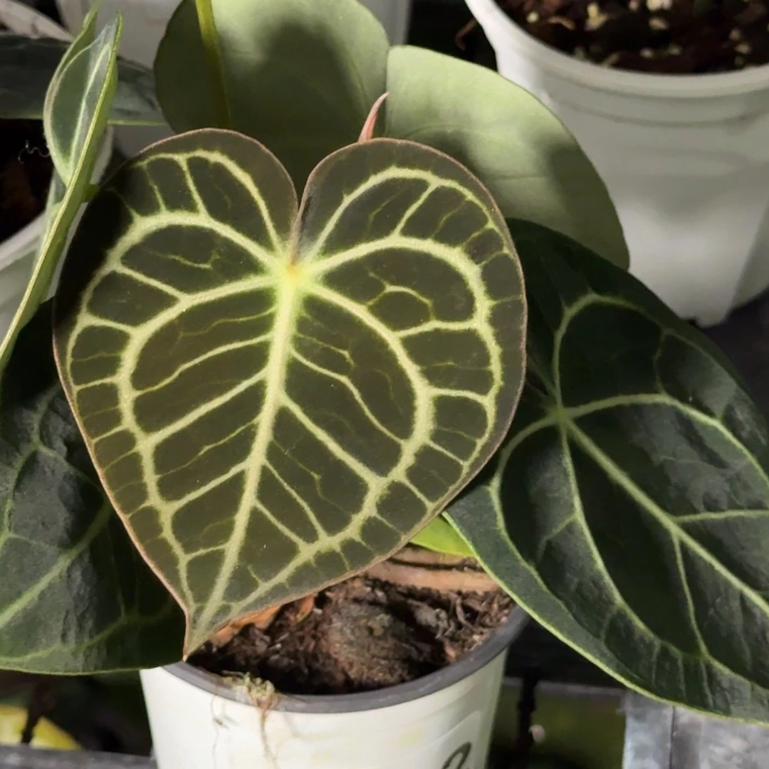 子****完全开放Ｙ02克莱恩