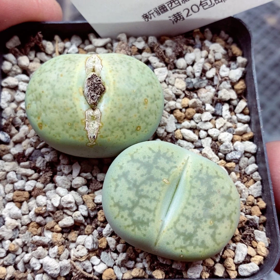 我的小姐姐们都是我的小可爱020