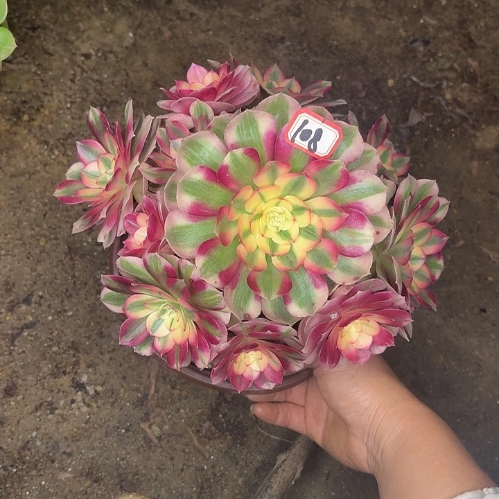 倾城108多肉植物法师