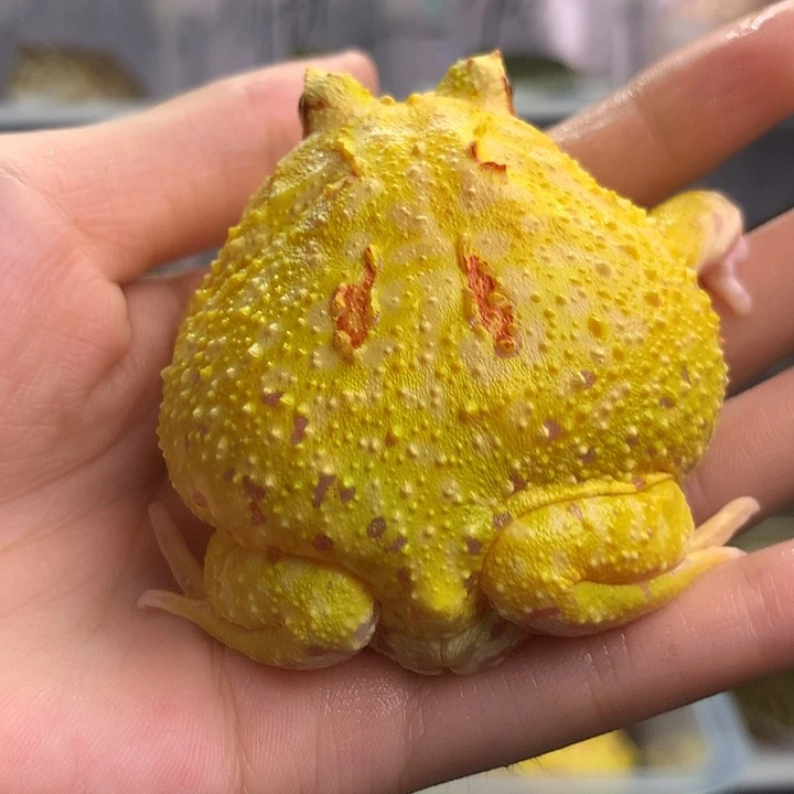 角蛙007微笑皮卡丘