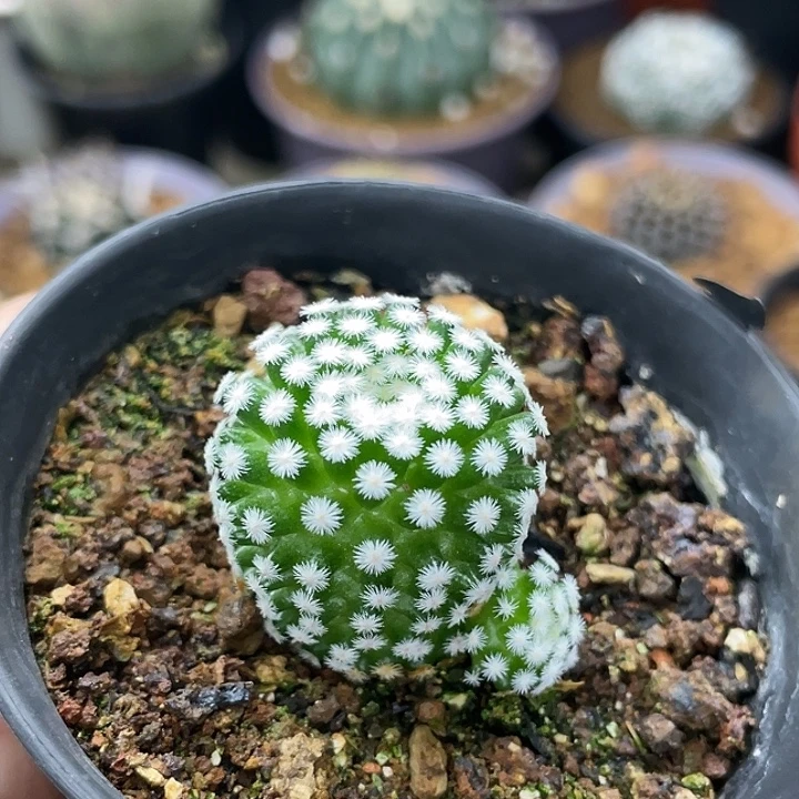 短刺佛头春星自根