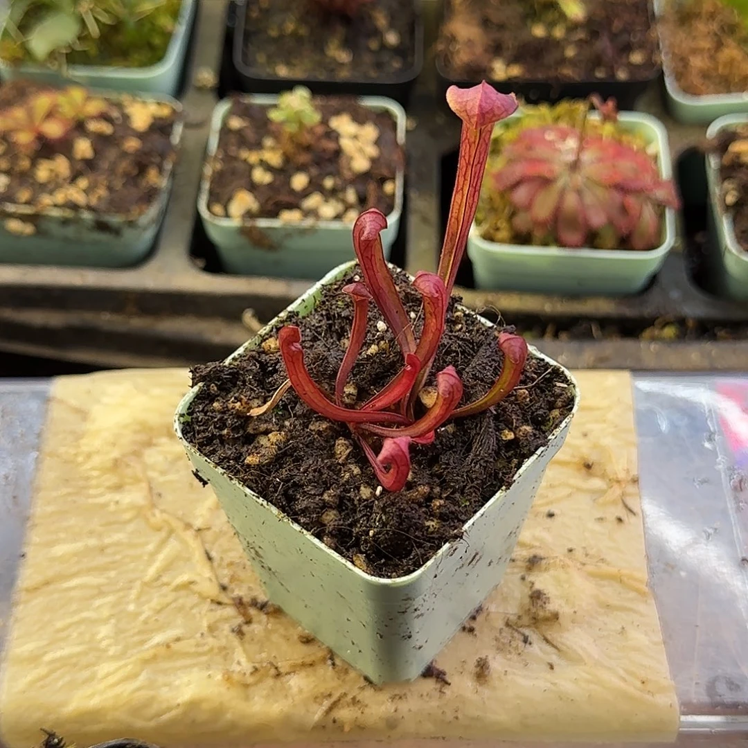 完全开放卡特斯比