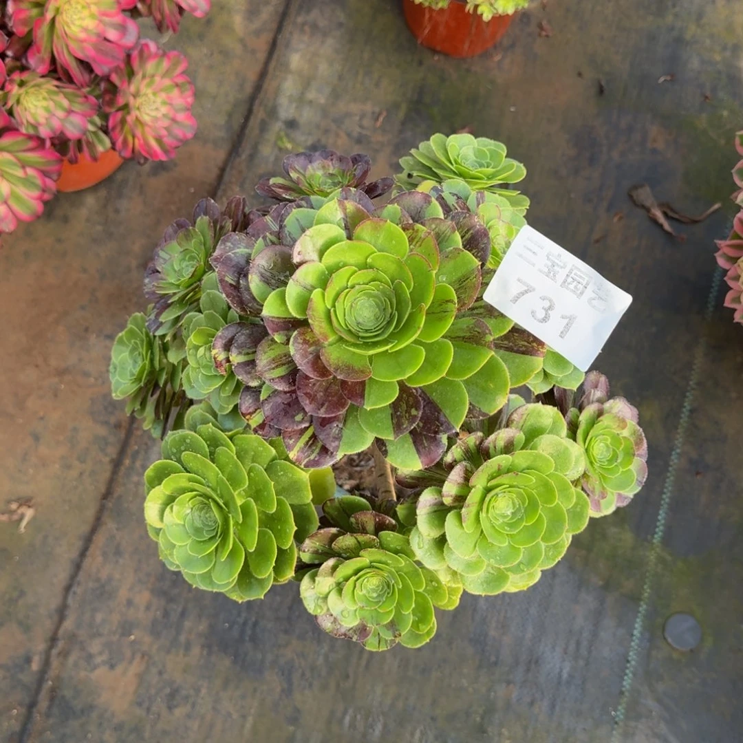 梅*多肉植物731水墨丹青