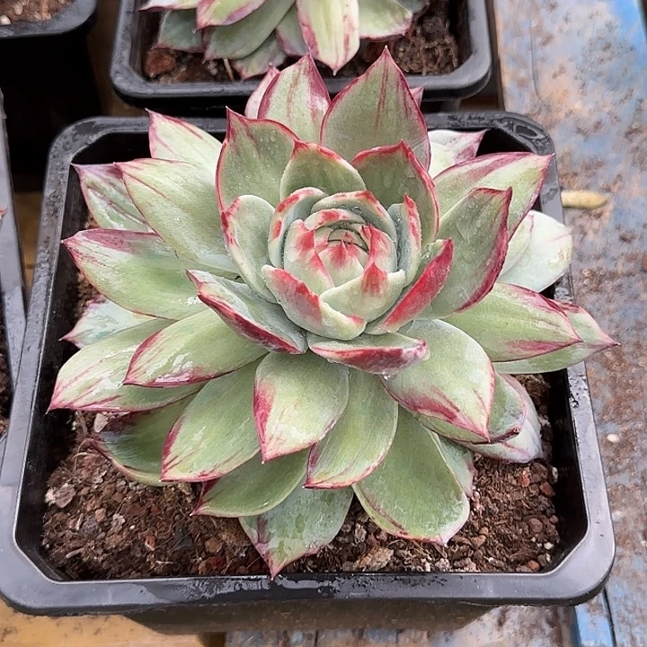 橘***皮惊鸿一物一拍包装收缩花旱