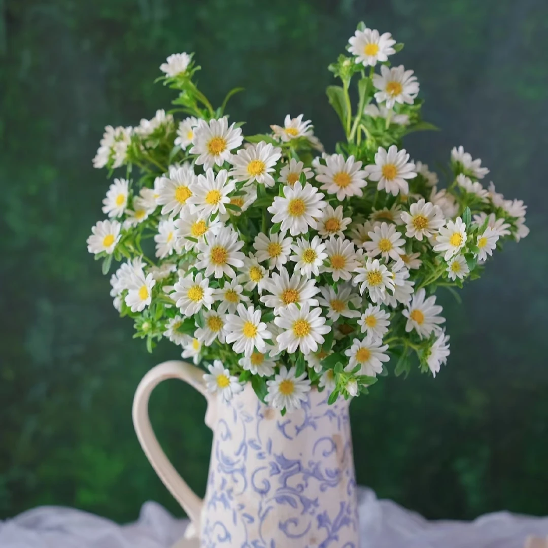 迷你菊【两单及以上升级顺丰】云南鲜花 家庭插花