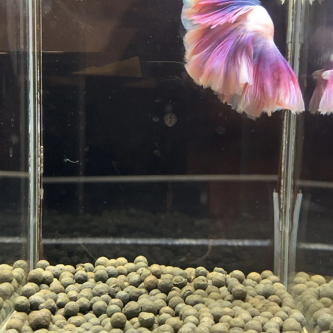 斗鱼七弟泰国斗鱼359