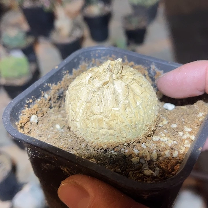 满38包邮2天凑单，脱土晾根发货多肉植物白皮龟甲罗摩