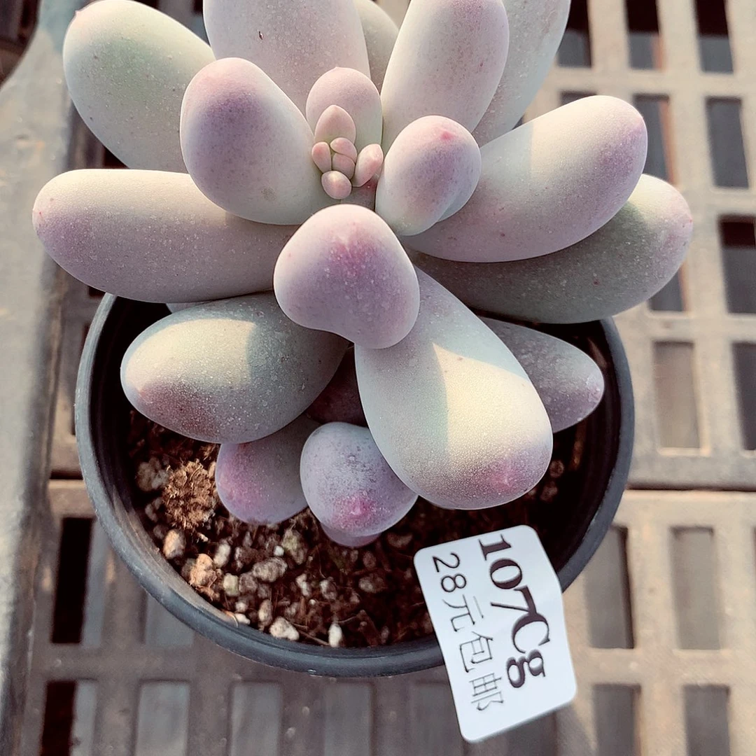 5厘米盆精控多肉107