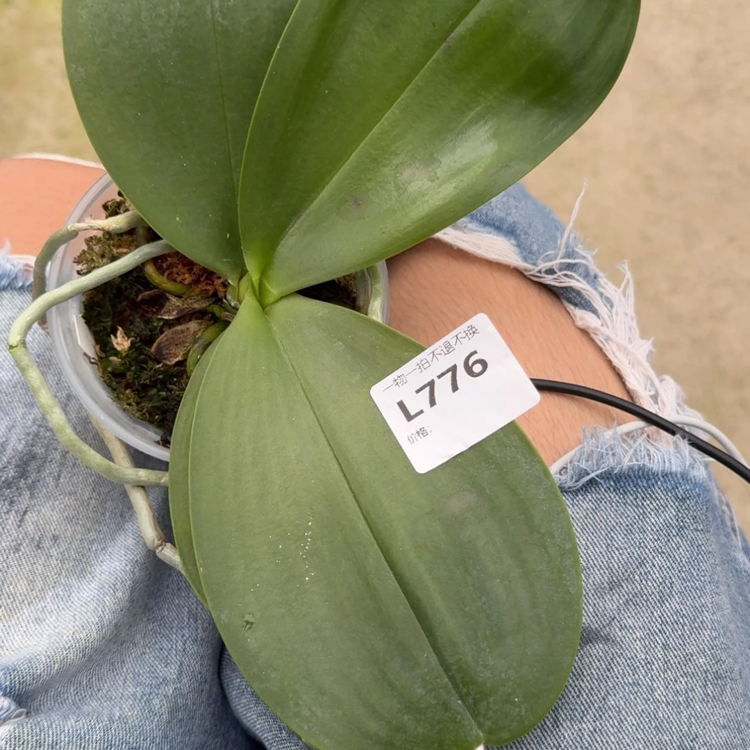 当前无花栽培后可以开花l776 瑕疵三寸弥陀太阳王