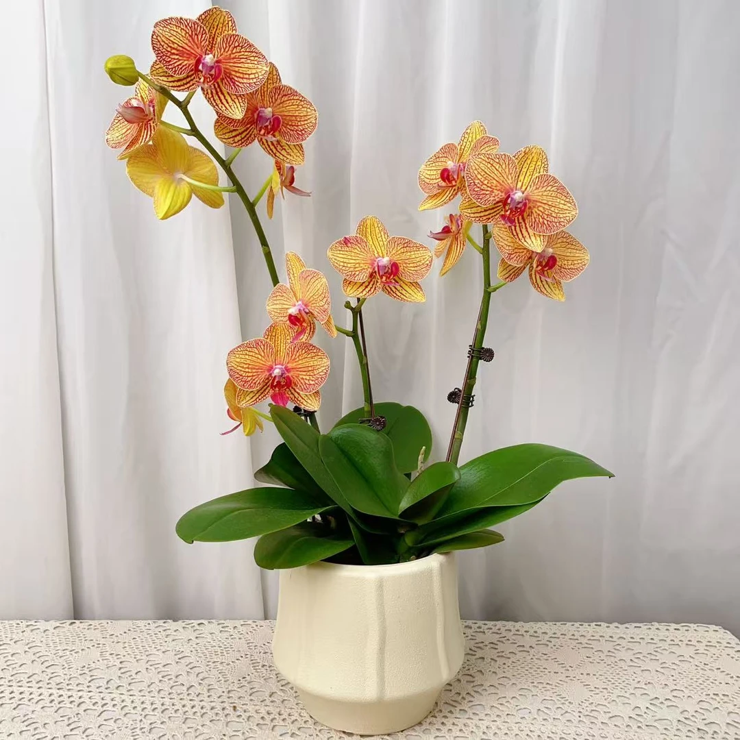 国华优选【黄金甲】蝴蝶兰绿植花卉艺术高级盆栽植株 很好养
