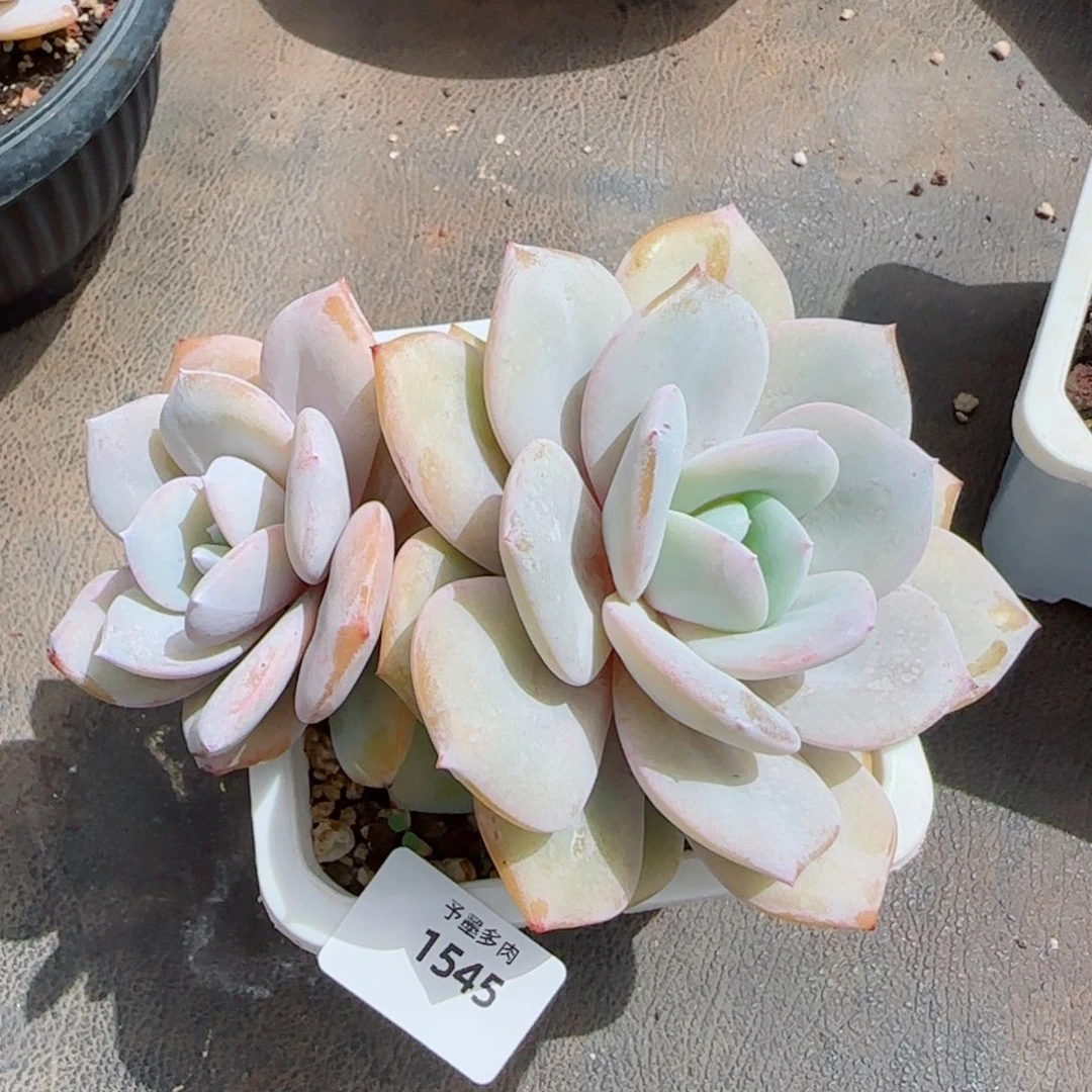 奶茶，1545多肉植物