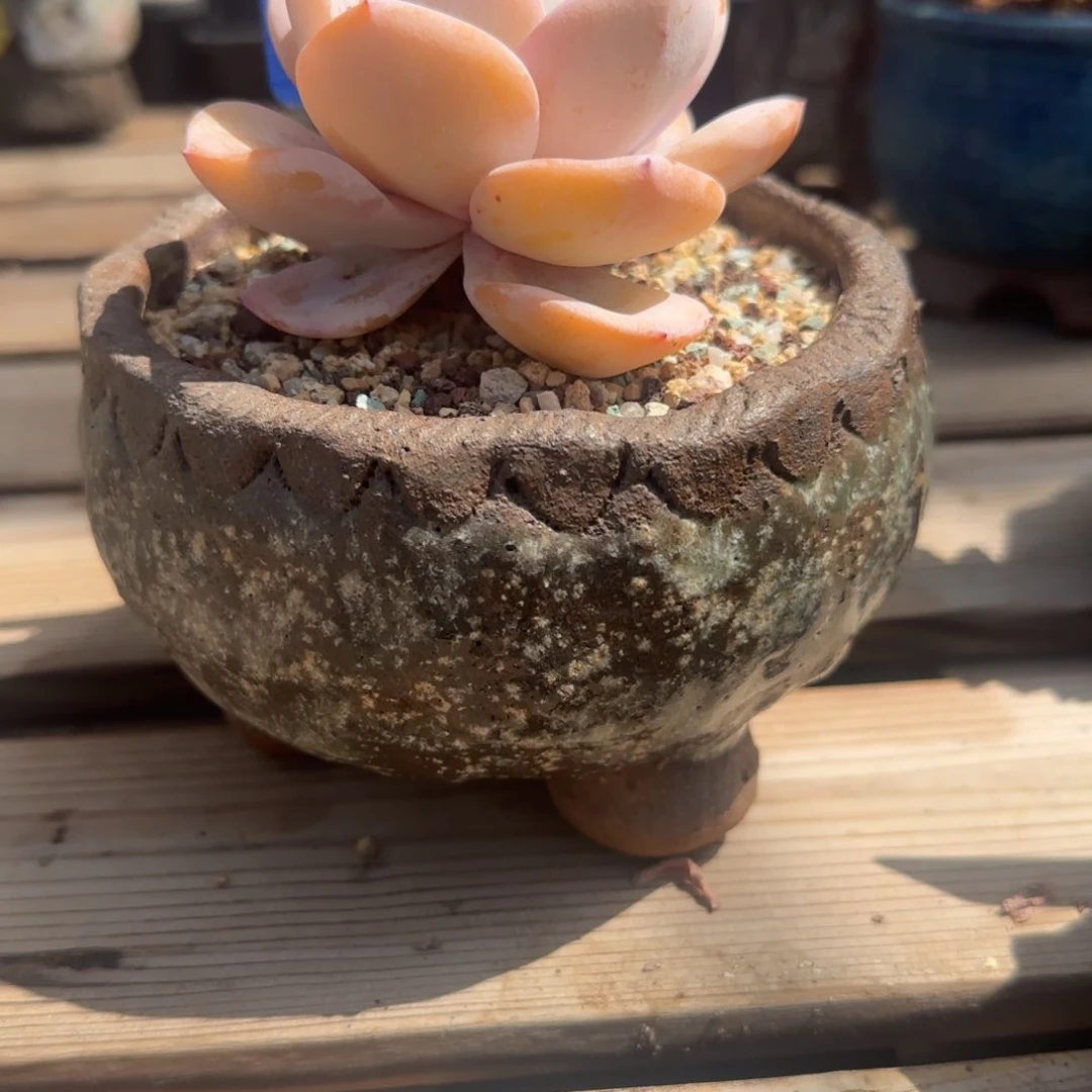 北遇一物一拍图图