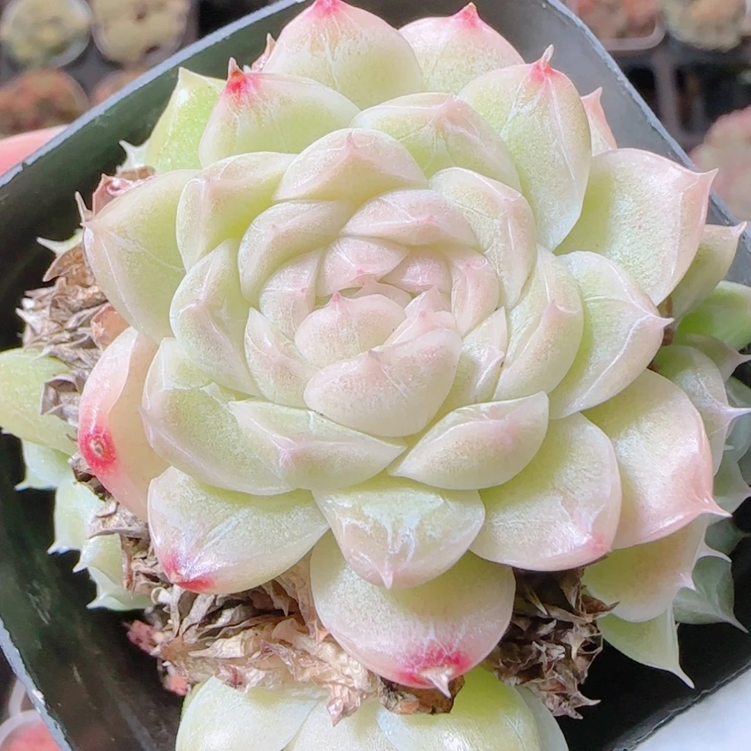 柠***果花语逸镜1116-579散