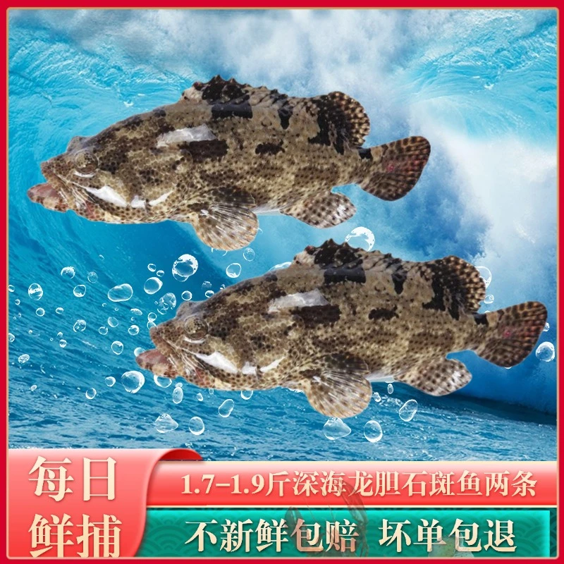 珍珠龙胆石斑鱼每条1.8-2斤两条装深海老虎斑水产生鲜海鲜3.6-4斤