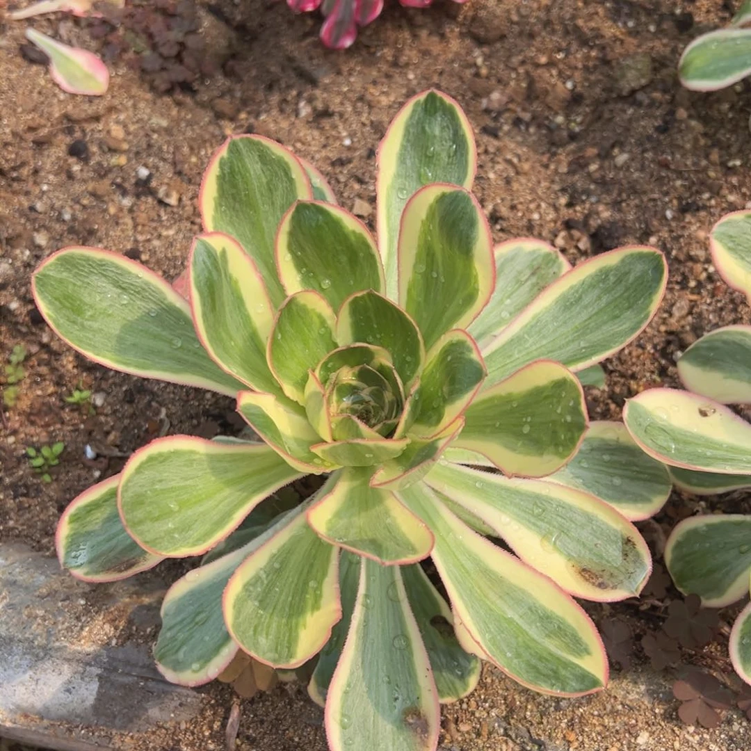 满18包邮燕子锦单头多肉植物