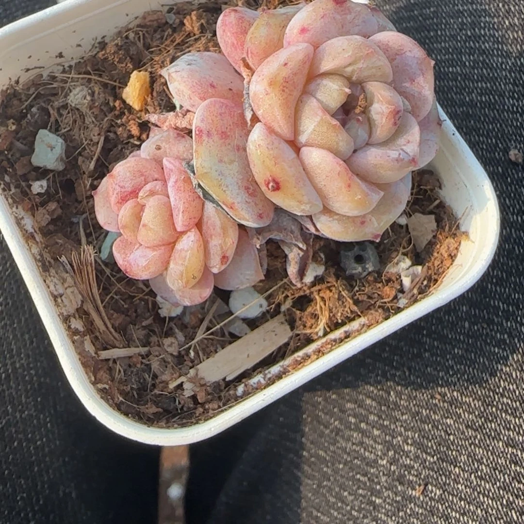 多肉小卡拉米糖心一物一拍