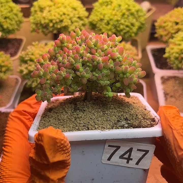 无花朵747蜜桔糖球